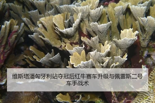 wei-si-ta-pan-xiong-ya-li-zhan-duo-guan-hou-hong-niu-sai-che-sheng-ji-yu-pei-lei-si-er-hao-che-shou-zhan-shu-2-892.jpg